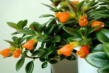 金鱼花的养殖方法和注意事项，金鱼花的养殖方法与注意事项（金鱼花的养殖方法及注意事项）