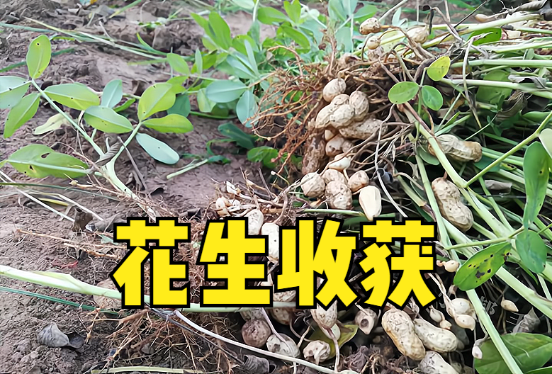 花生成熟的季节是几月，花生收获季节几月份（如何判断最佳收获期）
