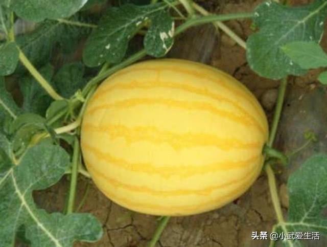 黄皮瓜叫什么水果，南方水果黄皮（这种皮黄肉红的西瓜极少见）