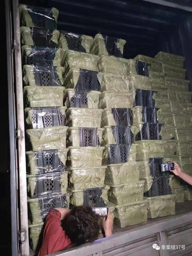 宠物快递怎么寄，宠物怎么快递（那正规的托运应该是怎样）