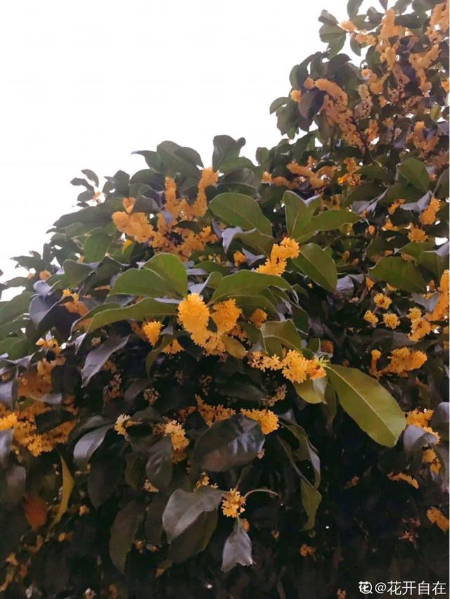 房前屋后种什么树好，在农村院前屋后必种的4种树（“5大鬼树”不要种）