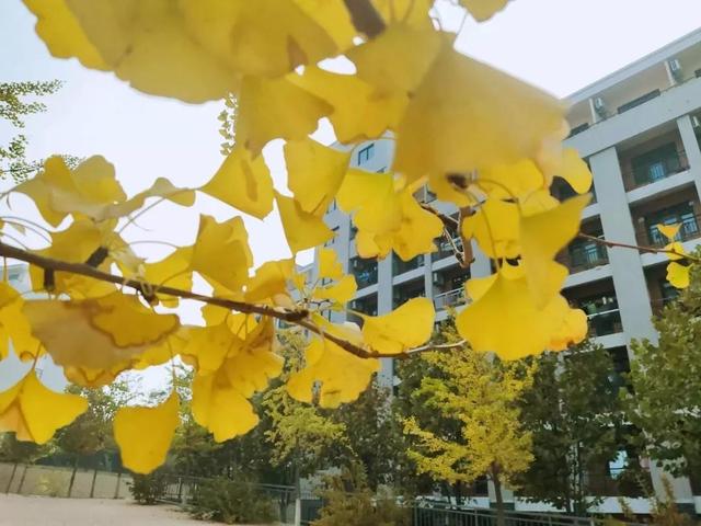 大连财经学院学费，2021年大连财经学院录取通知书查询入口_什么时候收到及发放时间（<八>大连财经学院）