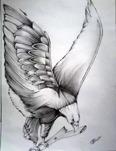 如何画一只老鹰,画一只帝王暴龙(快收藏起来临摹学习吧) 如何画一只老鹰,画一只帝王暴龙(快收藏起来临摹学习吧)