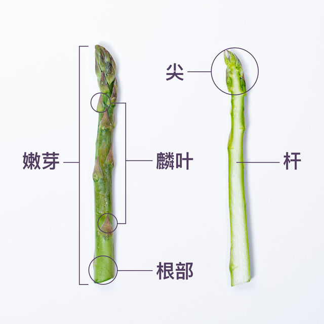 芦笋可以放多久，芦笋放久了能吃吗（西方人餐桌上最不能省的蔬菜芦笋）