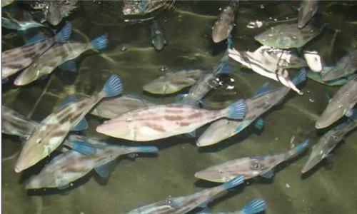 马面鱼是什么鱼，马面鱼是什么鱼做的（却是川渝一带最喜欢用食材——耗儿鱼）