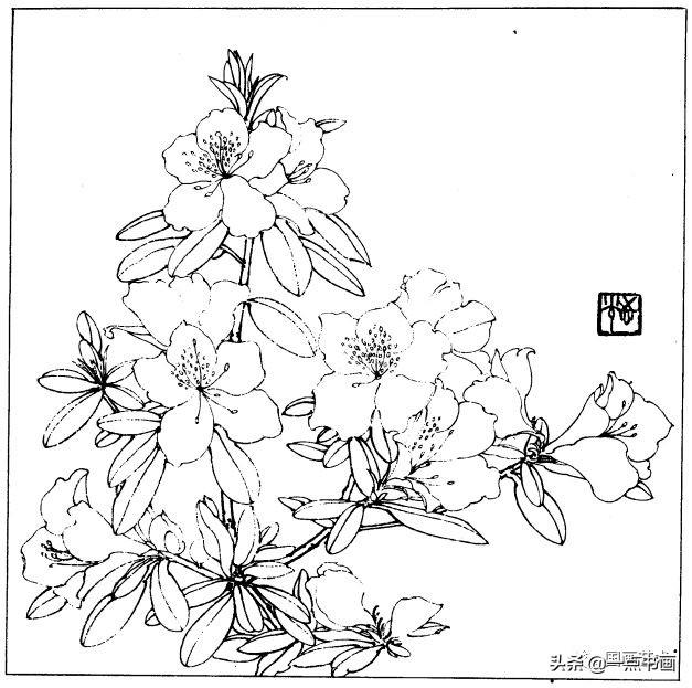 简笔画报花名：手绘铅笔画“白杜鹃花”画法，简笔画报花名（百花苑——白描百花分享<一>）