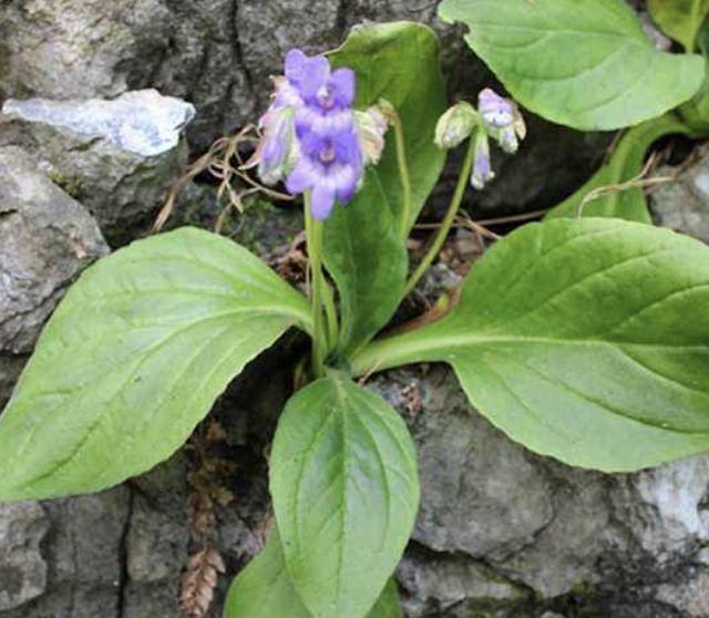 岩白菜（岩白菜苖），价值不输“牛筋草”（岩白菜哪里有卖的）