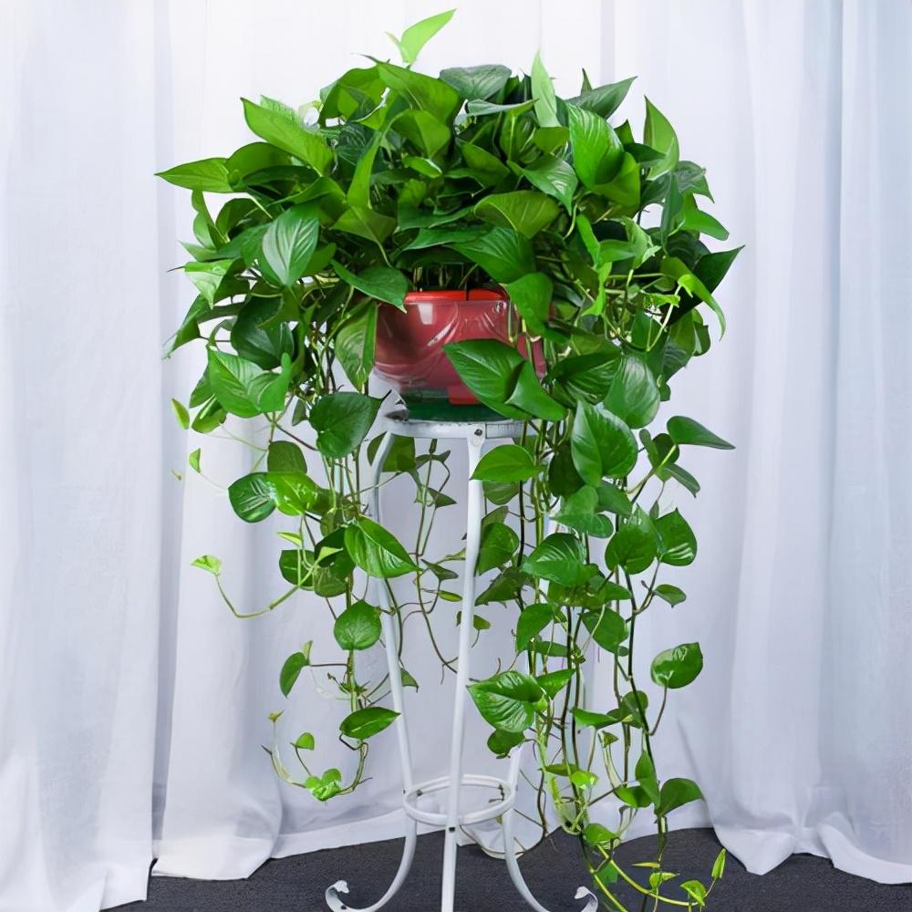 适合放在室内净化空气的植物，放在房间净化空气的植物有哪些