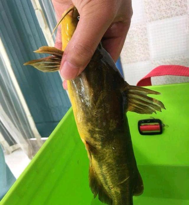 今日黄辣丁价格表，要注意些什么问题（黄河“巨型黄辣丁”被人钓起）