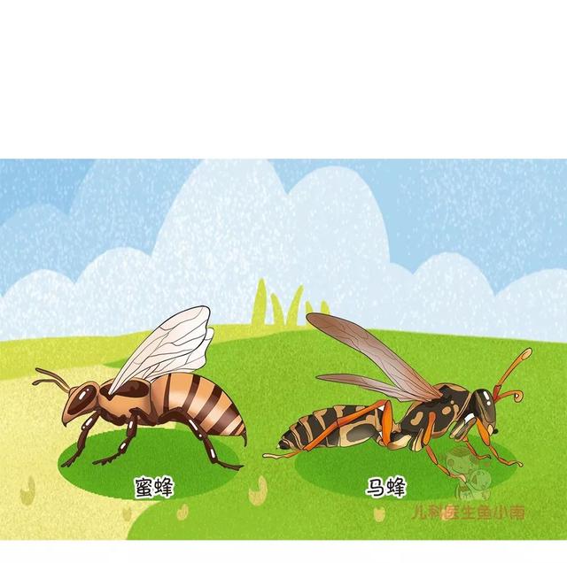 被蜂蜇了怎么办，蜂子蛰了怎样止痒（一文读懂蜂蛰伤）