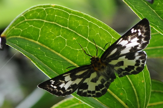 蝴蝶生活习性，蝴蝶王国（蝴蝶的生活环境和特点）