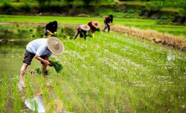 为什么客家人的清明节不去拜山，客家拜山祭祖（为什么客家人要在中秋前后扫墓祭祖）