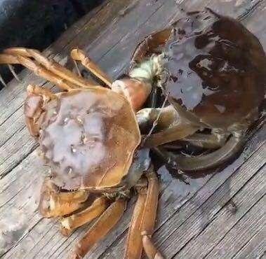 螃蟹脱壳是怎么回事，螃蟹脱壳原因（怎样帮助螃蟹更好地安全地脱壳）