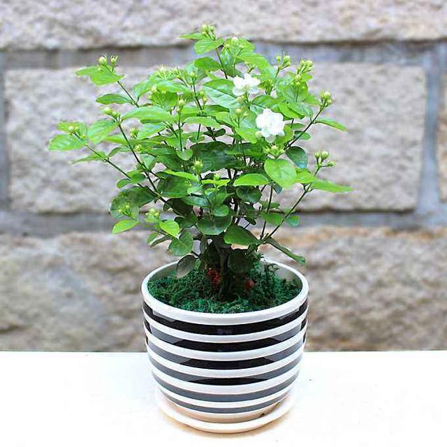 茉莉花是什么颜色，茉莉花多少钱（夏天晒得勤开花多）