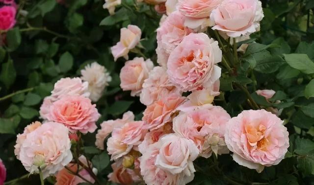 月季花品种，十大经典品种（凭一己之力撑起了整个花园的颜值）