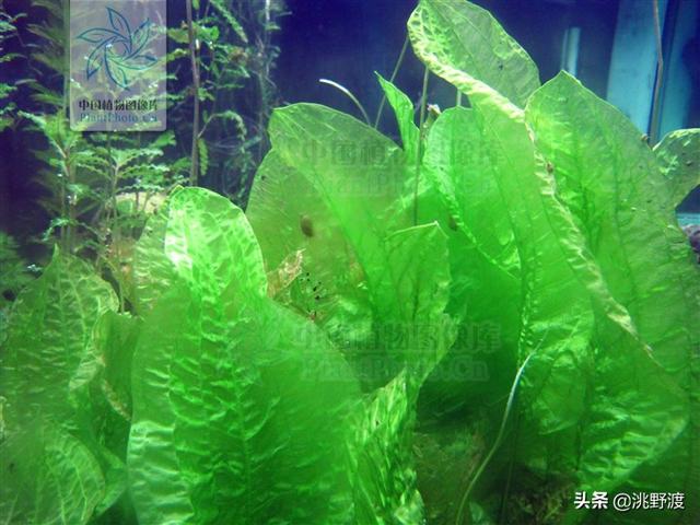 卖弄的近义词，卖弄的近义词有哪些（上联：水性杨花撸一把）