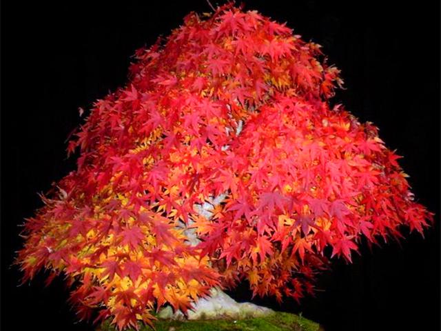 四季红枫，红枫盆景叶子越变越绿怎么办（红枫一年四季都红吗）