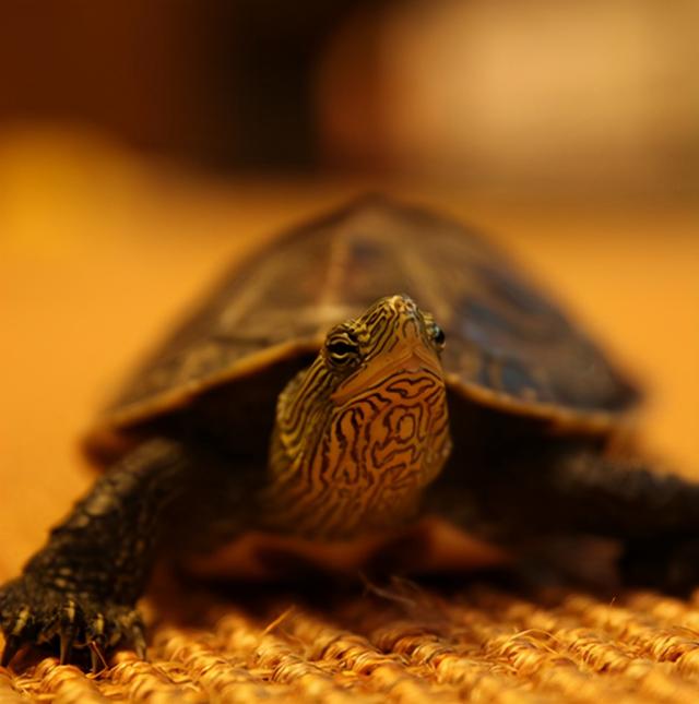 小乌龟历险记作文，童话 小乌龟的旅行日记