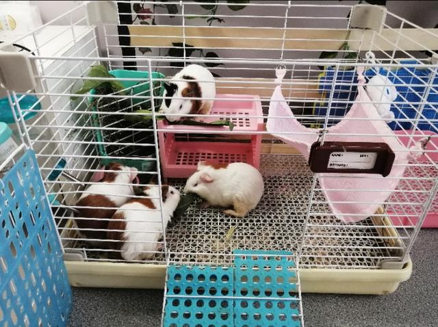 刚刚出生的小荷兰猪吃什么，刚生下来的荷兰猪吃什么（新到家的荷兰猪要注意什么）