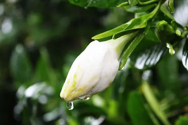 栀子花水培怎么养，怎么养栀子花盆栽水培（水培栀子花的养殖方法及注意事项）