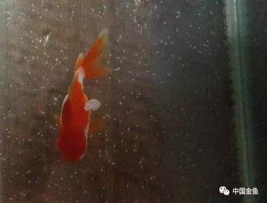繁殖金鱼方法，有这几个注意事项需特别关注