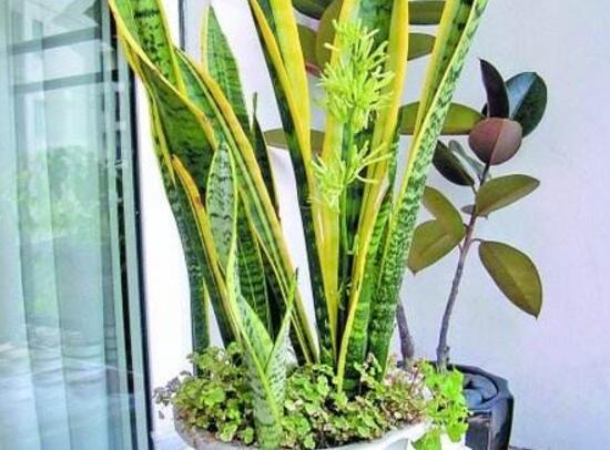 虎皮兰开花吗，虎皮兰花图片（虎皮兰的花语是什么/刚毅坚定）