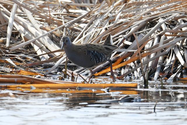 水鸡是什么，水鸡是什么车（西方秧鸡、叽咋柳莺......）