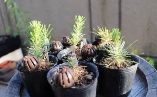 松塔的功效与作用，药用价值（可镇宅招财、提升档次）