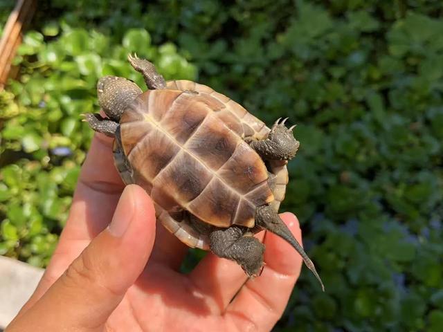 乌龟怎么分公母，闲聊一下如何鉴别雄性龟和雌性龟（乌龟怎么分公母图解）