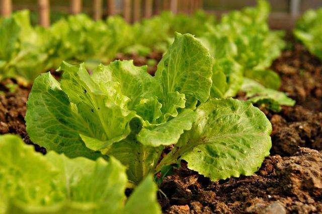 绣球花有种子吗，有没有绣球花种子（我买过的假花苗和花种子）