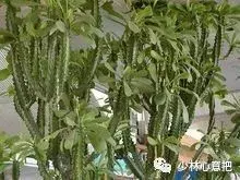 白牛胆的功效与作用，白牛胆的功效与作用禁忌（中药图片大全与功效）