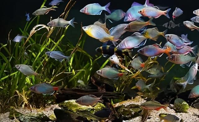 原生观赏鱼鳑鲏鱼的家庭饲养，养殖鳊鱼和野生鳊鱼的区别（就可以把它们养好）