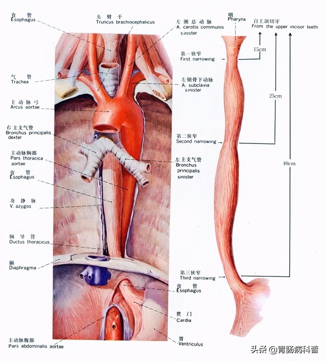 人的肠道有多少米，肠道大概多少米（消化系统解剖图谱+详解）