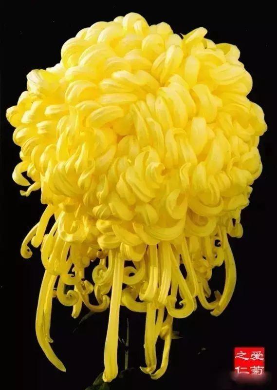 世界最美菊花80种太美了，金秋十月赏菊花——世界最美菊花80种送给您