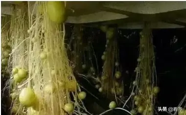 土豆发芽了把芽去掉还能吃吗，土豆把芽去掉能吃吗（土豆“发芽”不要扔）