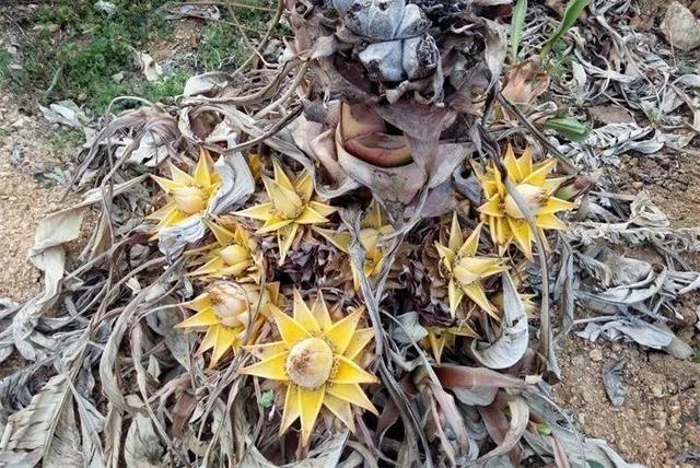 马蹄莲花期有多长，马蹄莲 花期（这花连开10个月）