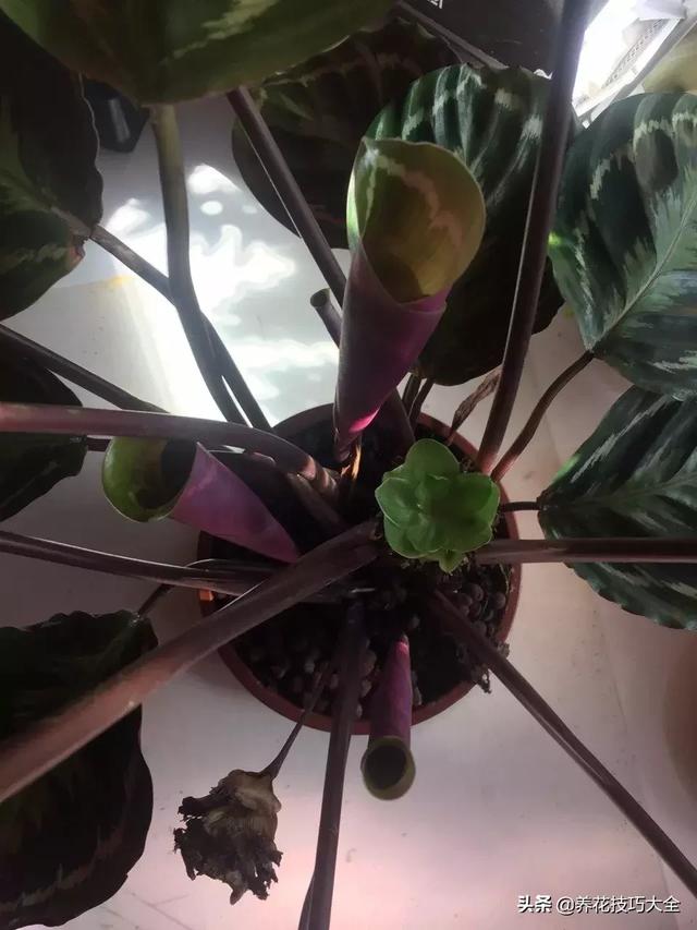 辨别花店中的常见的观赏竹芋，辨别花店中的常见的观赏竹芋有哪些（比孔雀竹芋还好看的观赏竹芋品种）