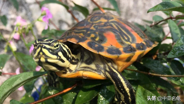 乌龟一般吃什么，家养的小乌龟一般吃什么（最全面的新手养龟攻略）