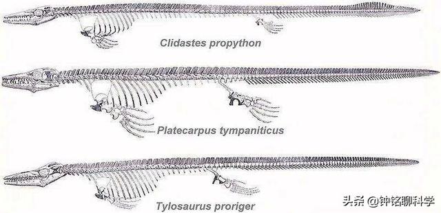 蛇的进化过程，蛇的进化过程 视频（为何要退化四肢用肚皮移动）