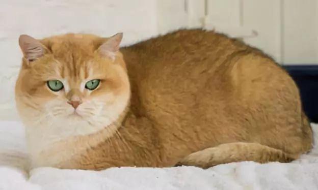 虎斑暹罗猫，银渐层、重点色、虎斑傻傻分不清（海豹虎斑暹罗猫）