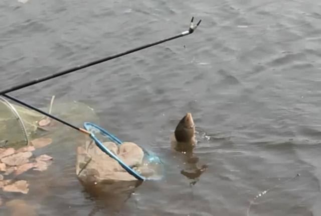 初冬钓鲫鱼方法，冬季鲫鱼钓法（冬天越冷，鱼就越不好钓）