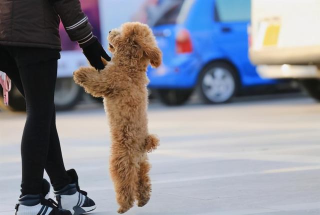 养泰迪的技巧，泰迪饲养的六个方面