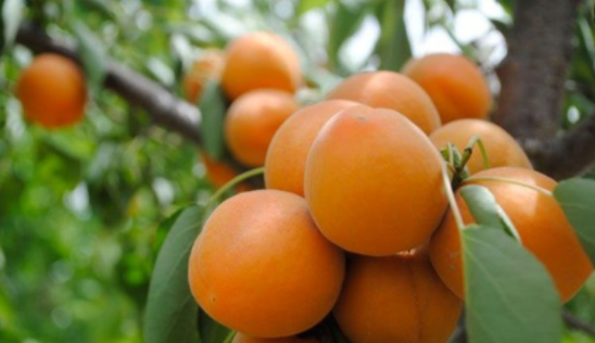杏的功效作用，杏的功效与作用及营养价值（在种植的时候会有哪些问题）