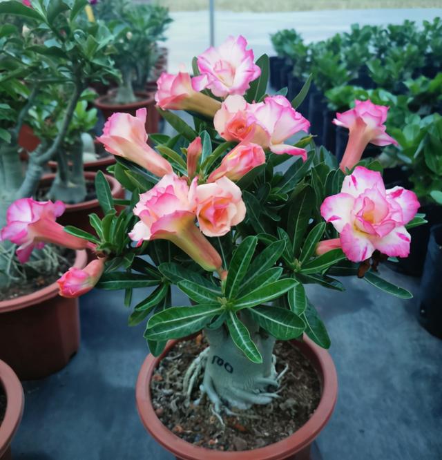 沙漠玫瑰怎么养，沙漠玫瑰的养殖方法多久能开花（真正会养的只需做5点）