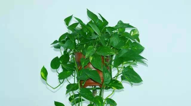 每个属相的招财花，十二属相的招财花（你的生肖养什么植物最旺你）