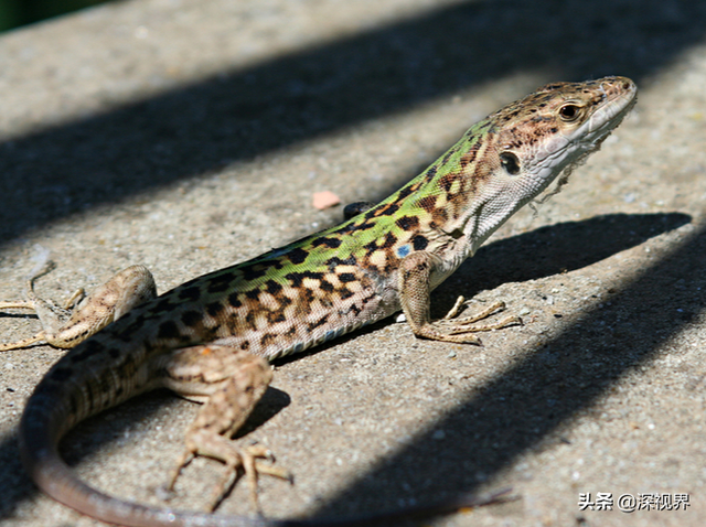 守宫是蜥蜴还是壁虎，为何会成为“五毒”之一