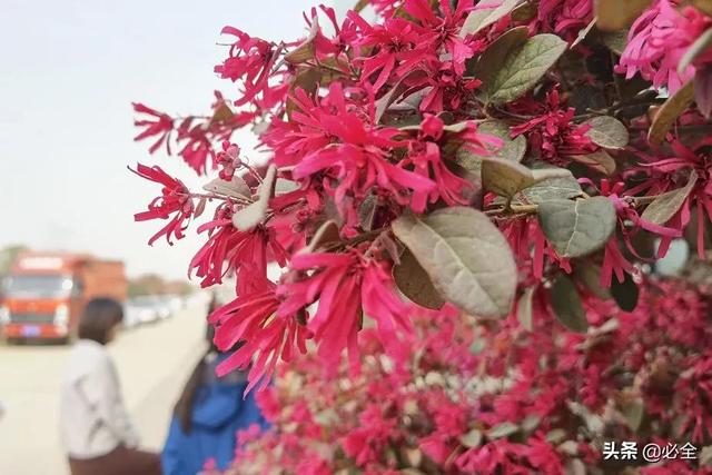 红花继木苗多少钱一棵,红花继木树市场价格(红花继木有哪些用途) 红花继木苗多少钱一棵,红花继木树市场价格(红花继木有哪些用途)