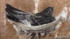 燕窝是怎么来的，燕窝怎么来的（盏多多燕窝：燕窝是怎么来的呢）