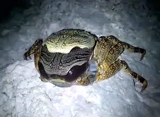 螃蟹脱壳是怎么回事，螃蟹脱壳原因（怎样帮助螃蟹更好地安全地脱壳）