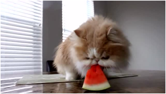 猫可以吃哪些水果，猫能吃什么水果（这只猫咪居然是吃榴莲狂魔）